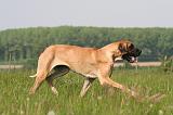 DOGUE ALLEMAND 528